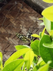 Papilio demoleus