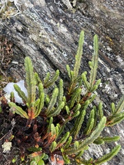 Cassiope tetragona