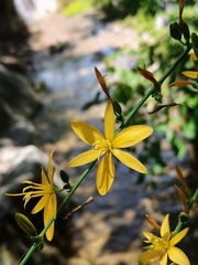 Echeandia magnifica