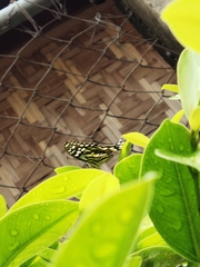 Papilio demoleus