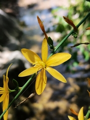Echeandia magnifica