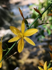 Echeandia magnifica