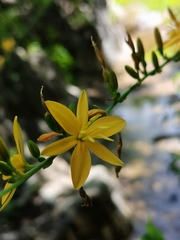 Echeandia magnifica