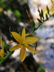 Echeandia magnifica