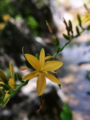 Echeandia magnifica
