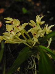 Maxillaria embreei