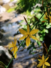 Echeandia magnifica