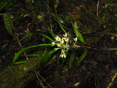 Maxillaria embreei