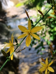 Echeandia magnifica
