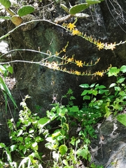 Echeandia magnifica