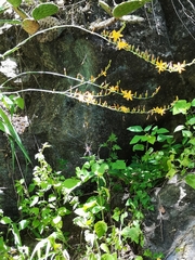 Echeandia magnifica
