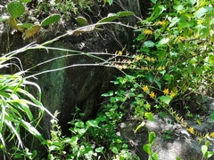 Echeandia magnifica