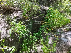 Echeandia magnifica