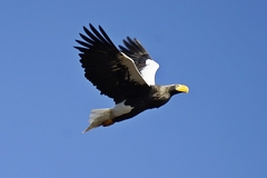 Haliaeetus pelagicus
