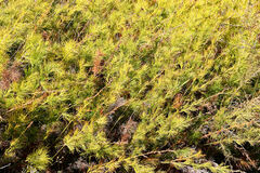 Baloskion tetraphyllum