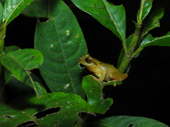 Pristimantis petersi