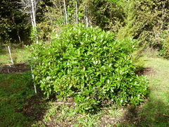 Coprosma dodonaeifolia