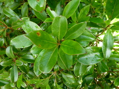 Coprosma dodonaeifolia