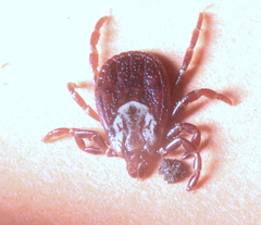 Dermacentor variabilis