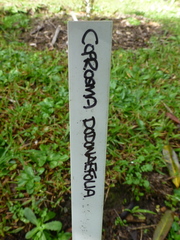 Coprosma dodonaeifolia