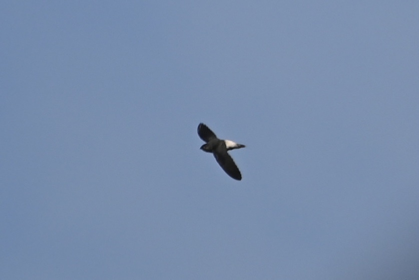 Vencejo Egregio, Chaetura egregia