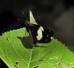 Notocrypta waigensis