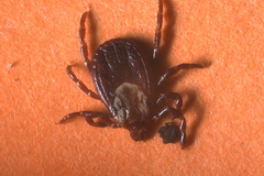 Dermacentor variabilis