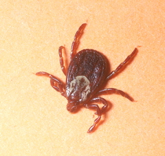 Dermacentor variabilis