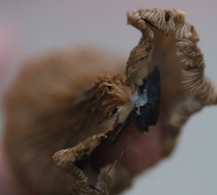 Crepidotus applanatus