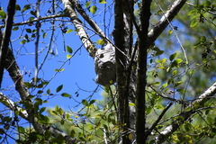 Dolichovespula arenaria