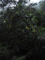 Schultesianthus coriaceus