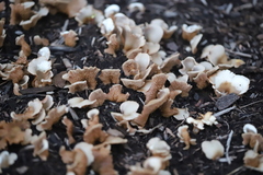Crepidotus applanatus