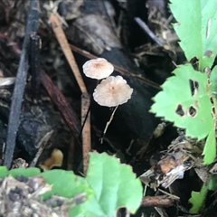 Collybiopsis quercophila