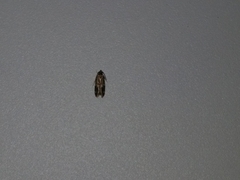 Oegoconia novimundi