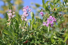 Lathyrus jepsonii jepsonii