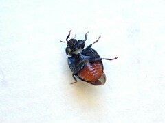 Rhyzobius ventralis
