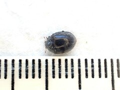 Rhyzobius ventralis
