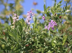 Lathyrus jepsonii jepsonii