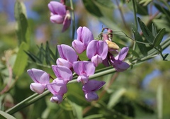 Lathyrus jepsonii jepsonii