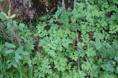 Aegopodium alpestre