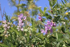 Lathyrus jepsonii jepsonii