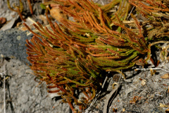 Selaginella uliginosa