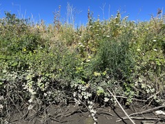 Lathyrus jepsonii jepsonii