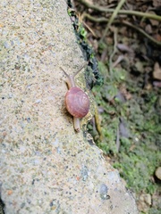 Quantula
