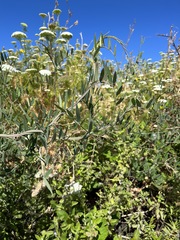 Lathyrus jepsonii jepsonii