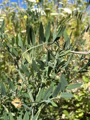 Lathyrus jepsonii jepsonii