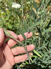 Lathyrus jepsonii jepsonii