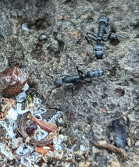 Leptogenys falcigera