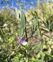 Lathyrus jepsonii jepsonii