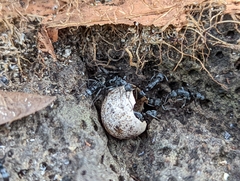 Leptogenys falcigera